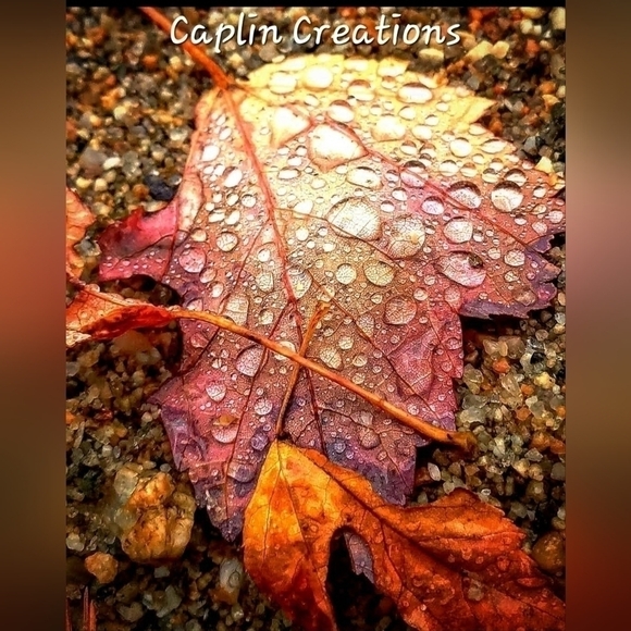New Caplin Creations Leaf And Raindrop Close Up 11×14 Glossy Poster Print - Picture 1 of 2